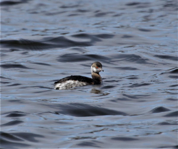 Horned Grebe
