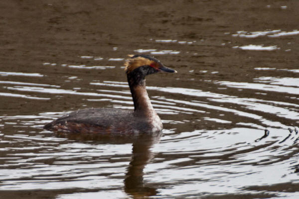 Horned Grebe