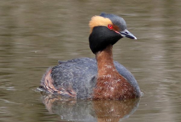 Horned Grebe