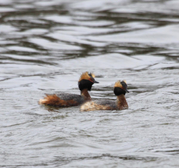 Horned Grebes