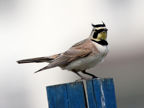 Horned Lark