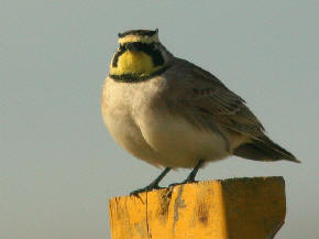 "Fat" Horned Lark