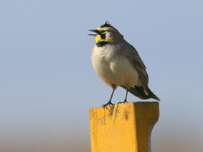 Singing Horned Lark
