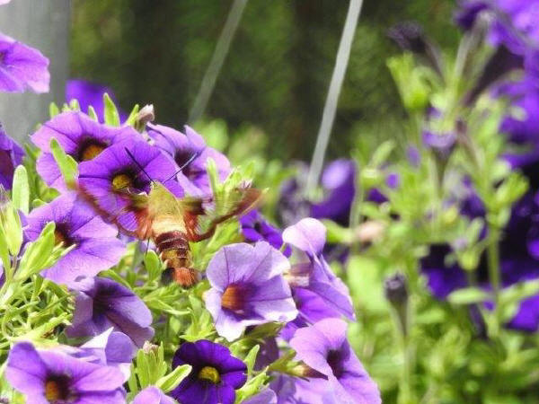 Hummingbird Moth