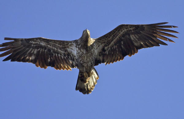 Immature Bald Eagle