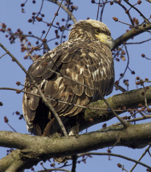 Immature Bald Eagle