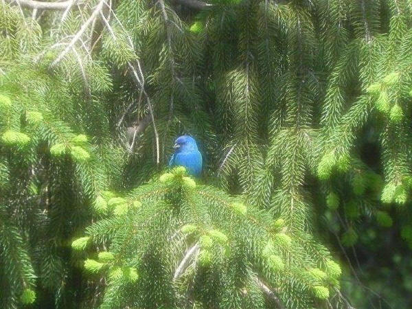 Indigo Bunting