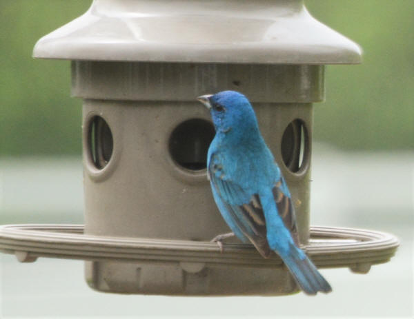 Indigo Bunting