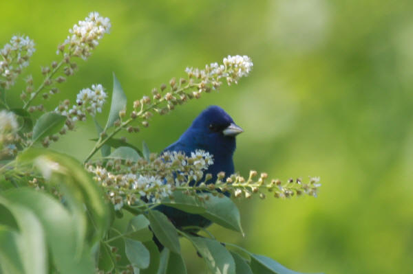 Indigo Bunting