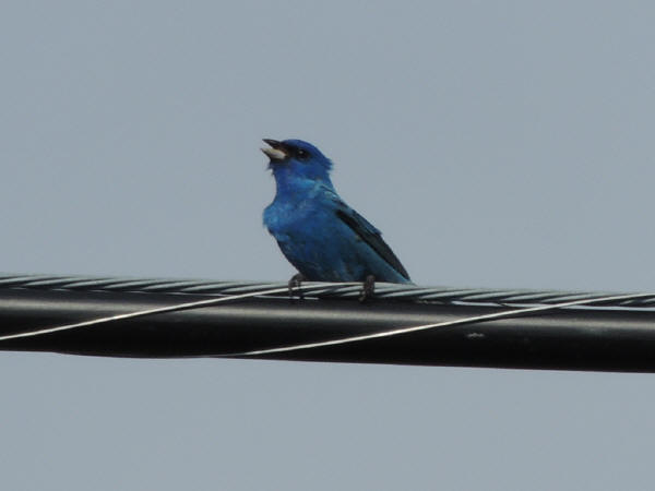 Indigo Bunting