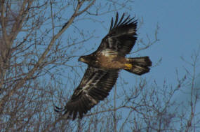 Juvenile Bald Eagle
