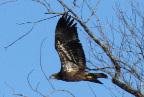 Juvenile Bald Eagle
