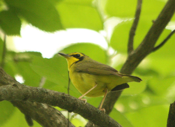 Kentucky Warbler