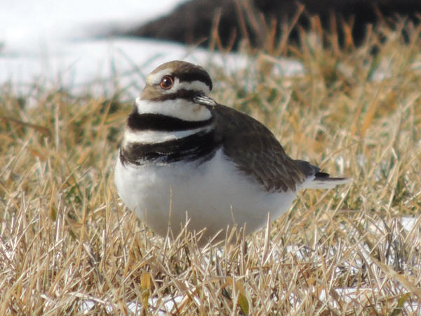 Killdeer