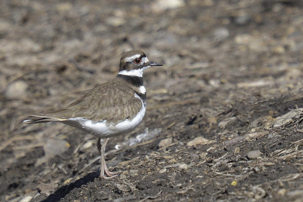 Killdeer