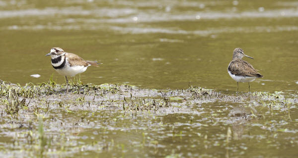 Killdeer & Solitary Sandpiper