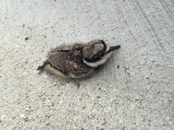 Killdeer baby