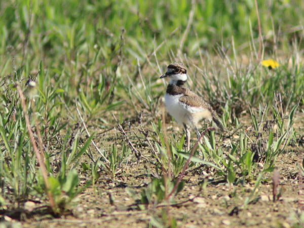 Killdeer chick