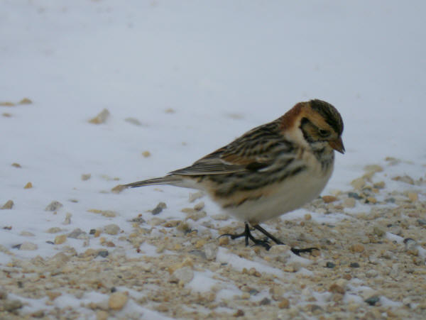 Lapland Longspur