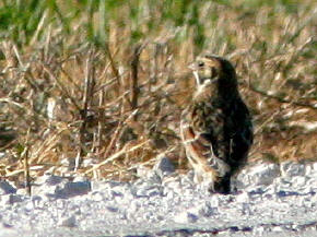Lapland Longspur
