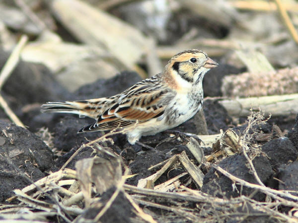 Lapland Longspur