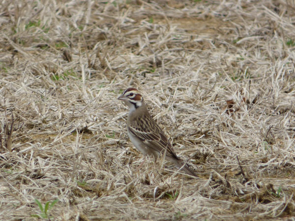 Lark Sparrow
