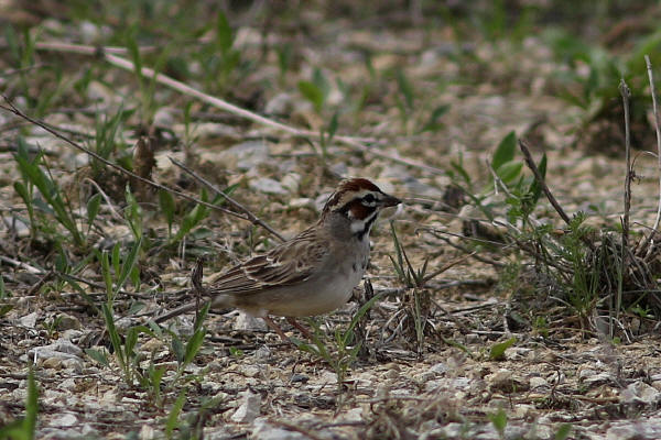 Lark Sparrow