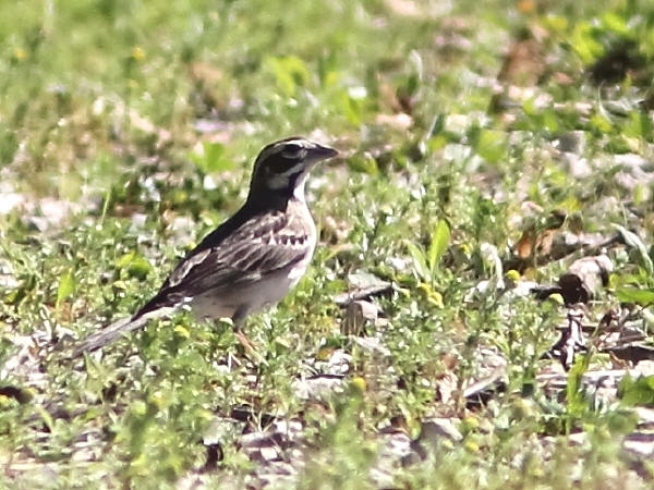 Lark Sparrow