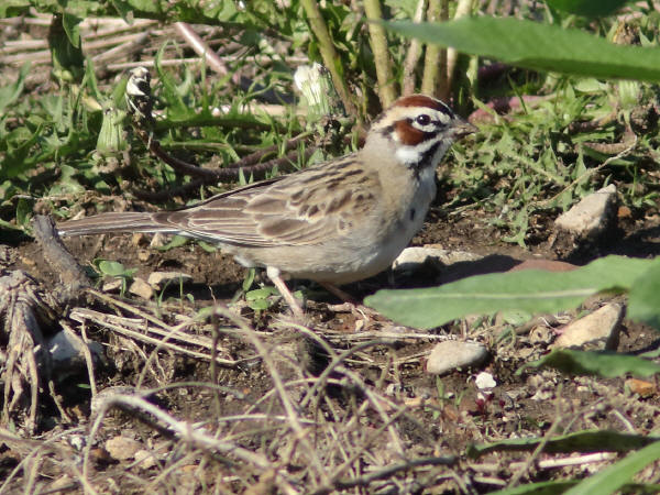 Lark Sparrow