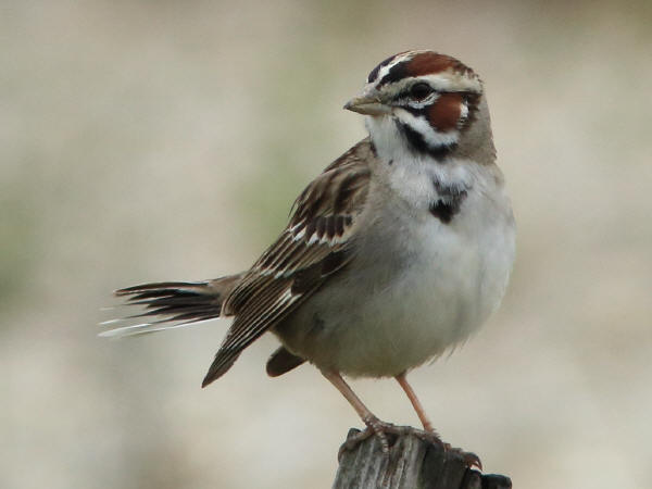 Lark Sparrow