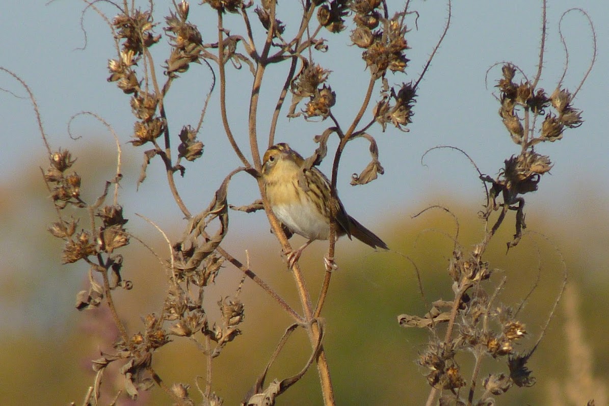 Le Conte's Sparrow