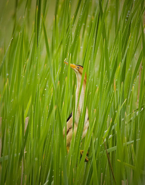 Least Bittern