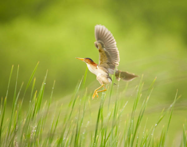 Least Bittern