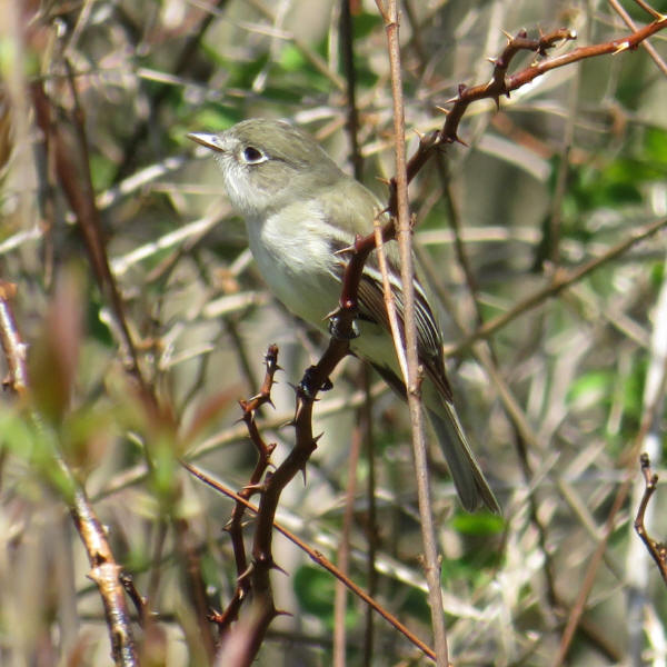 Least Flycatcher