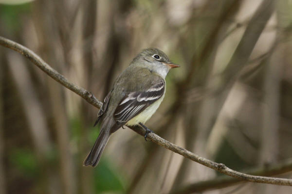 Least Flycatcher