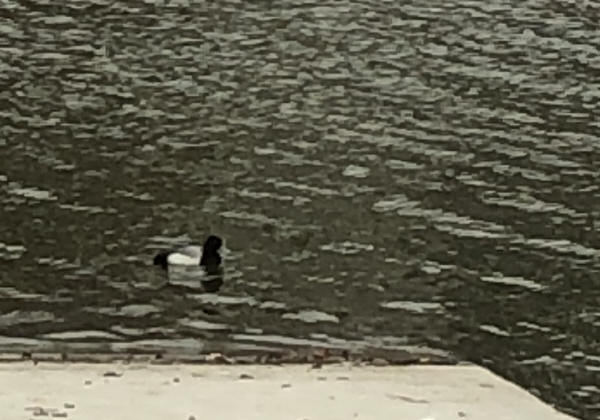 Lesser Scaup