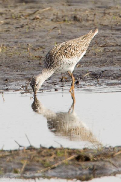 Lesser Yellowlegs