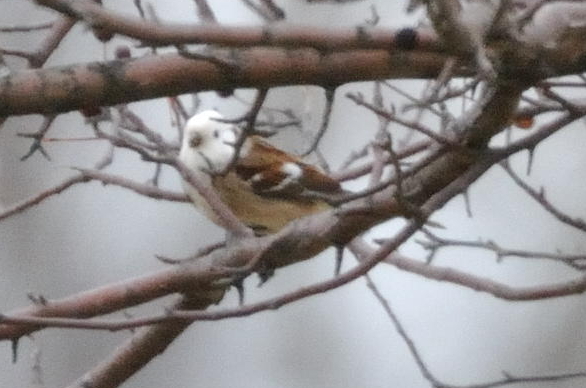 Leucustic American Tree Sparrow