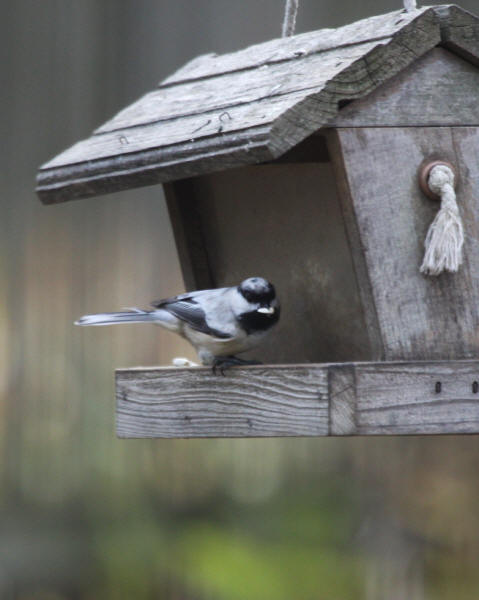 Leucistic Black-capped Chickadee