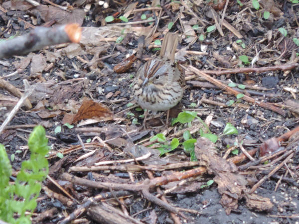 Lincoln's Sparrow