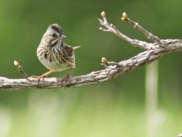 Lincoln's Sparrow