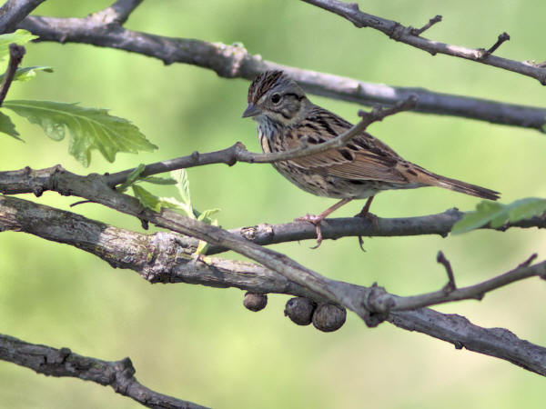 Lincoln's Sparrow