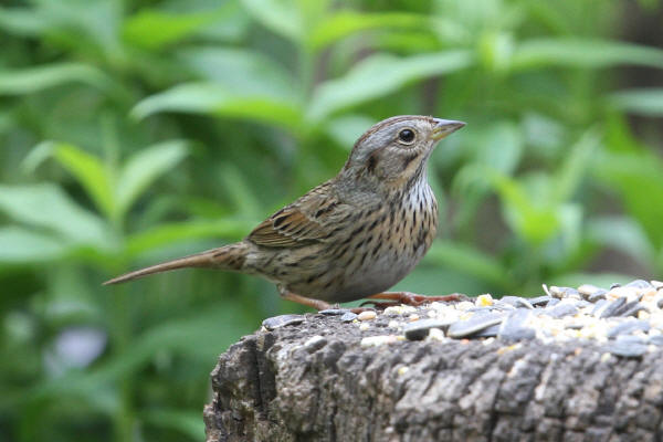 Lincoln's Sparrow