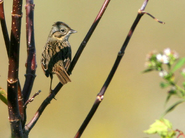 Lincoln's Sparrow