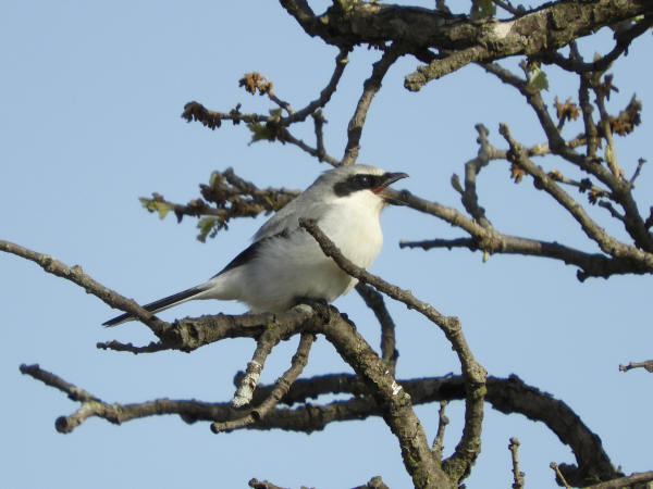 Loggerhead Shrike