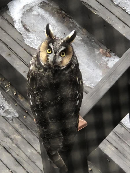 Long-eared Owl