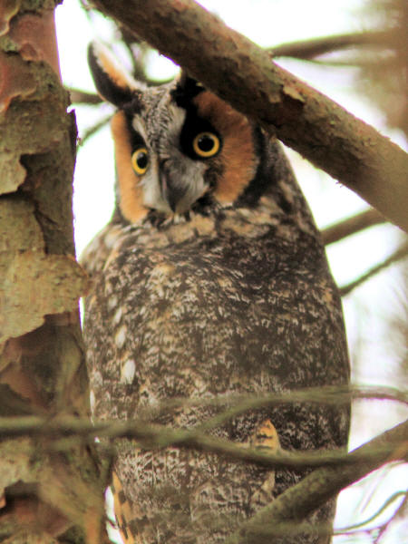 Long-eared Owl