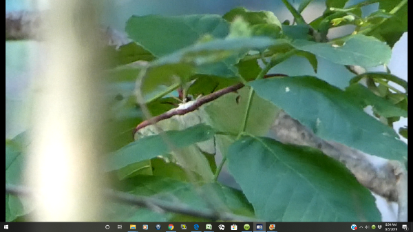 Luna Moth
