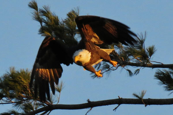 Mooseheart Bald Eagle