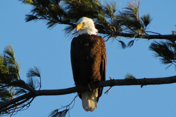 Mooseheart Bald Eagle